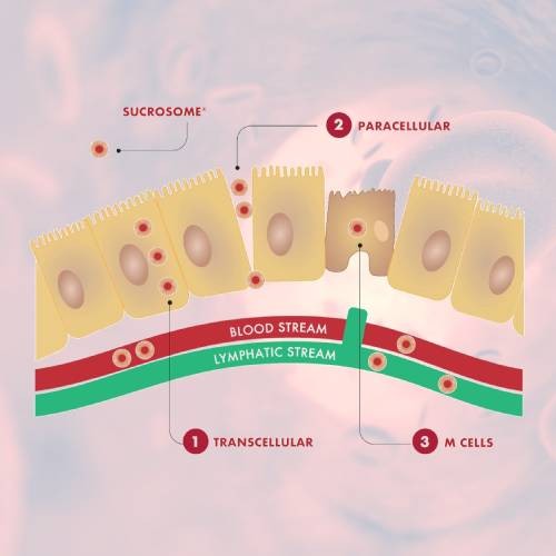 Sucrosomial® Iron: A New Generation Iron for Improving Oral Supplementation